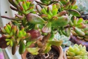 多肉植物怎么赚钱_多肉电商创业靠谱吗