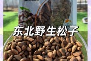 松子市场前景怎么样_松子行业赚钱吗