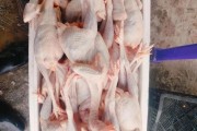 活鸡屠宰厂需要什么手续_活鸡屠宰利润有多大