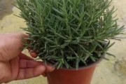 迷迭香前景怎么样_迷迭香种植赚钱吗