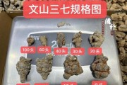 三七价格为什么波动大_如何挑选优质三七