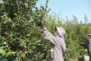 油茶种植前景如何_油茶市场前景怎么样