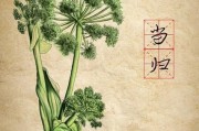 当归价格多少钱一斤_当归的功效与作用禁忌