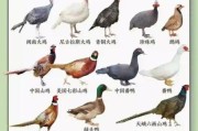 肉禽前景怎么样_2024年肉禽养殖还能赚钱吗