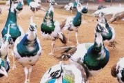 孔雀养殖赚钱吗_孔雀市场前景怎么样