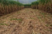 牧草种植前景如何_2024牧草价格走势