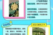 有机农业发展前景怎么样_有机农产品如何辨别真伪
