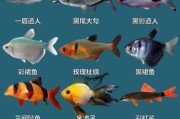 观赏鱼赚钱吗_新手养什么品种好