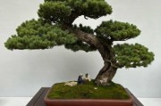 盆景行业发展前景如何_盆景创业赚钱吗