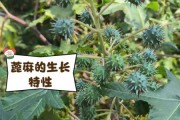 蓖麻种植前景怎么样_蓖麻油市场前景分析