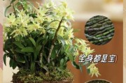 石斛市场前景怎么样_石斛种植赚钱吗