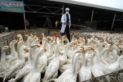 鹅养殖技术_鹅养殖市场前景怎么样
