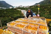 柑桔种植前景如何_2024年种柑桔赚钱吗
