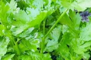 种植蔬菜前景怎么样_2024年种什么蔬菜最赚钱