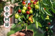 冬枣未来十年前景如何_冬枣种植赚钱吗