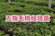 苗木种植前景怎么样_苗木种植利润高吗