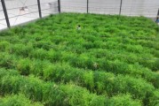 芦笋种植前景如何_芦笋市场前景怎么样