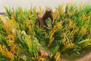 水稻种植前景如何_水稻种植成本与利润