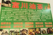 茶油生意好做吗_茶油市场前景如何