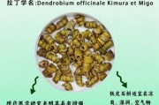 铁皮石斛多少钱一斤_铁皮石斛的功效与作用