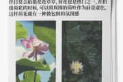 摄影前景作用_前景构图技巧