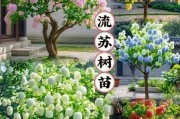 流苏树种植前景怎么样_流苏树几年能开花