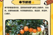 脐橙种植有哪些风险_如何降低脐橙市场风险