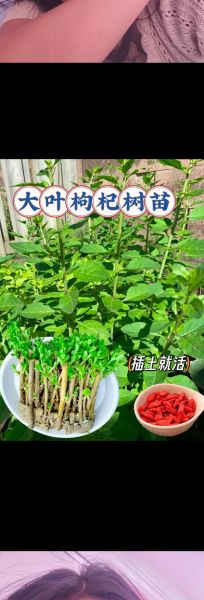 枸杞种植前景怎么样_2024年枸杞市场还能赚钱吗