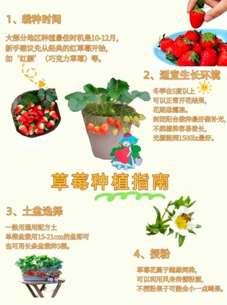 草莓种植前景如何_草莓品种选择技巧