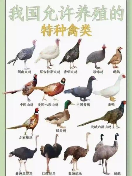肉禽前景怎么样_2024年肉禽养殖还能赚钱吗