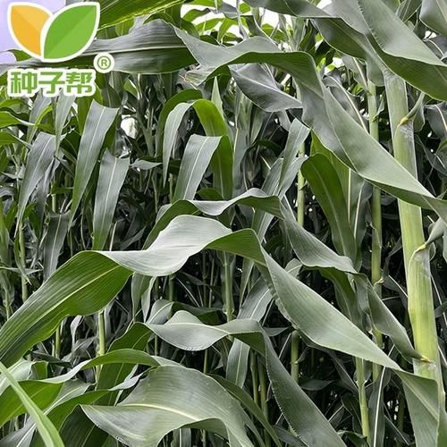 甜高粱种植前景如何_甜高粱经济效益怎么样