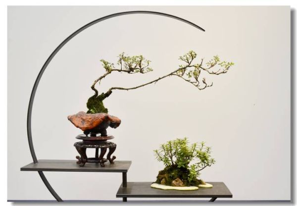 盆景行业发展前景如何_盆景创业赚钱吗