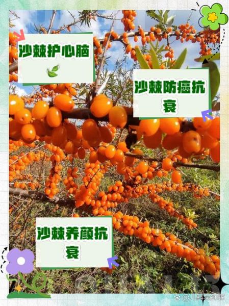 沙棘市场前景怎么样_沙棘种植赚钱吗