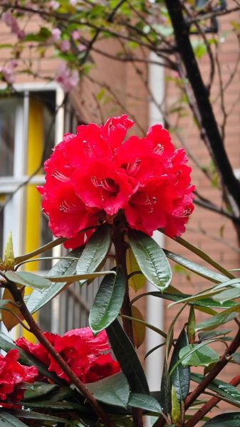 杜鹃花前景怎么样_杜鹃花适合种在阳台吗