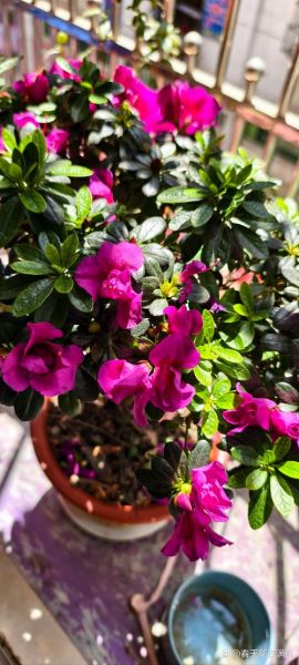 杜鹃花前景怎么样_杜鹃花适合种在阳台吗