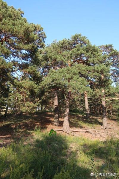 樟子松前景怎么样_樟子松种植赚钱吗