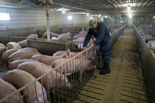 中国养殖前景怎么样_2024年最赚钱养殖项目