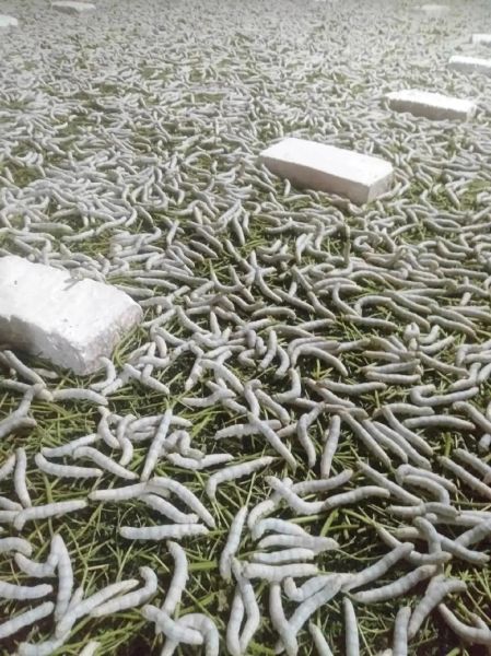 养蚕赚钱吗_2024年养蚕前景如何