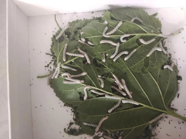 养蚕赚钱吗_2024年养蚕前景如何