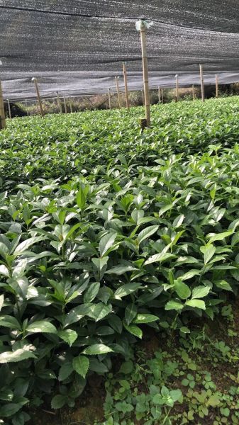 草珊瑚种植前景如何_草珊瑚市场价值高吗