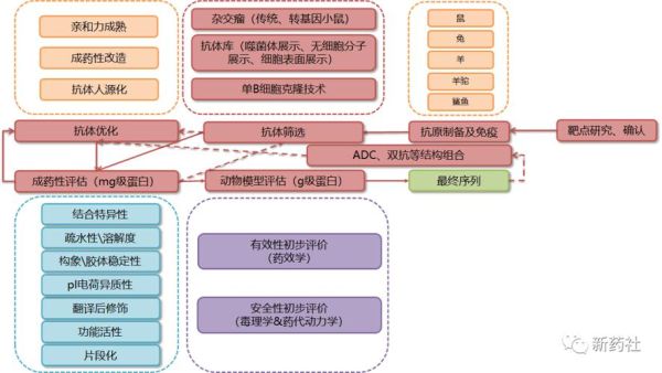药物研发周期多久_新药上市流程详解