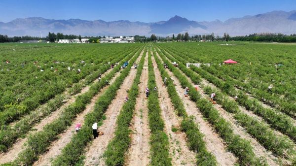 枸杞发展前景怎么样_枸杞种植赚钱吗