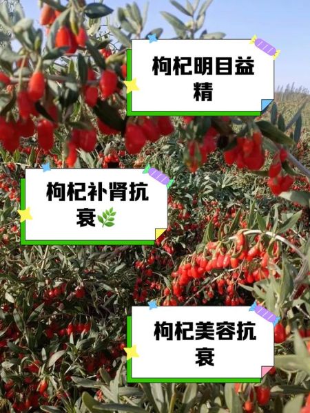 枸杞发展前景怎么样_枸杞种植赚钱吗