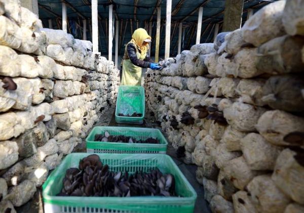 食用菌种植前景怎么样_食用菌行业赚钱吗