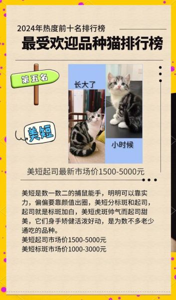 宠物猫市场前景怎么样_2024年还能赚钱吗