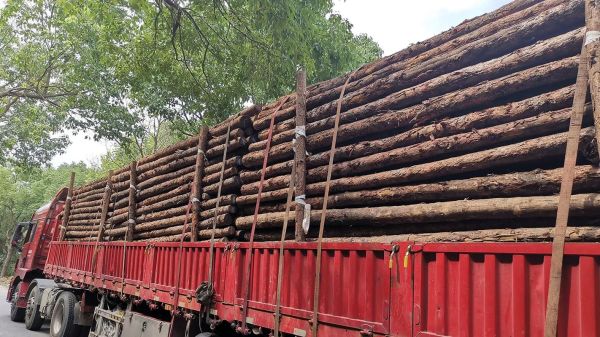 杉木价格走势_杉木种植前景怎么样