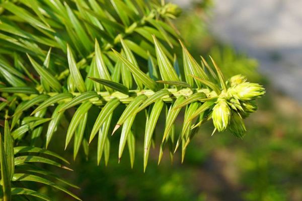 杉木价格走势_杉木种植前景怎么样