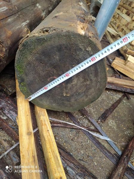 杉木价格走势_杉木种植前景怎么样