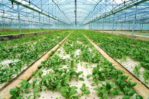 设施农业发展前景_设施农业值得投资吗