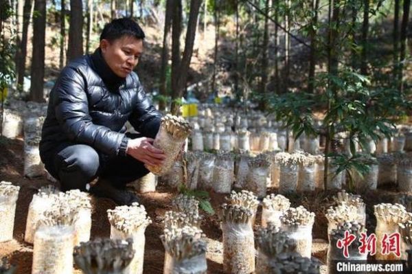 食用菌种植前景如何_食用菌深加工有哪些商机